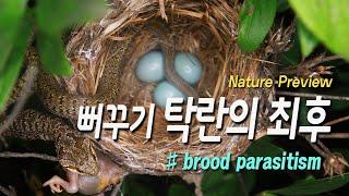 뻐꾸기탁란의 최후 / Brood parasitism