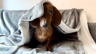 Mini dachshund's expressions & what they mean