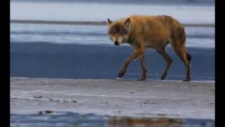 Salmon Fishing Wolves of Alaska, Very Rare Footage!  wolf vs grizzly bear