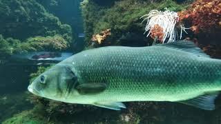 The most beautiful Big Fish Aquarium Zoo in the World. Tiergarten Schönbrunn Palace Austria Vienna