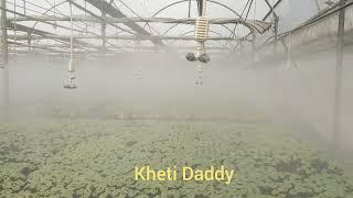 Mist Irrigation in Hi-Tech Nursery! Seedling Raising