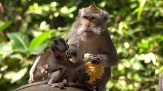 Baby monkeys fighting over food #cute monkeys #little monkeys