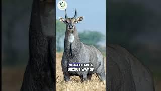 Largest antelope | Nilgai #youtubeshorts #shorts #nilgai #antelope