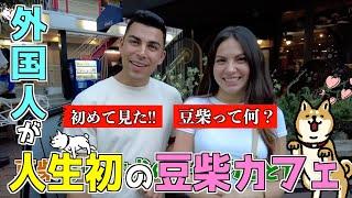 【豆柴カフェ総集編】初来日の外国人が人生初の豆柴カフェに行ったら感動の涙！【ENG SUB】