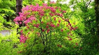 PROPAGATING AZALEAS USING BERNARD'S (NAVAJOPA31) METHOD