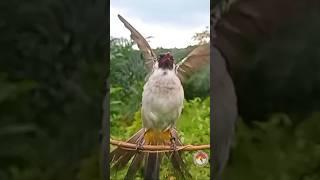 GARUDA SAAT BURUNG KUTILANG LIAR DATANG Di Kota Lubuklinggau #kutilangpikat