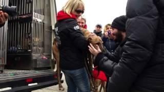 GACI - 19 Galgos Rescue Adopted in Italy for GACI/15 February 2014