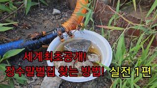 세계최초! 장수말벌집 찾는 방법! 실전 1편!!#장수말벌퇴치, 장수말벌제거