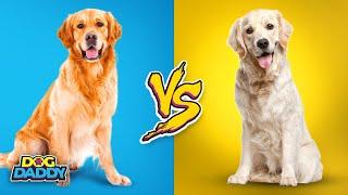 Golden Retriever vs. Labrador Retriever | Which Breed Is Better For A Family Dog?