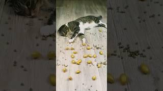 Satisfying  reverse  Video #satisfyingvideo    #satisfying    #oddlysatisfying #asmr #asmrsounds