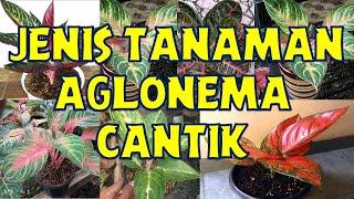 12 Jenis Tanaman Aglonema Cantik Paling Banyak Dicari