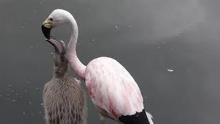 Andean flamingo feeding chick