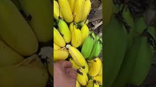 #банан как правильно собирать бананы