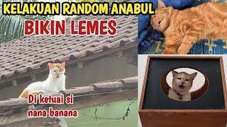 KELAKUAN RANDOM ANABUL BIKIN LEMES