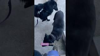С прогулки вместо одной собаки пришли две #собакадругчеловека #бельгийскаяовчарка #прогулкассобакой