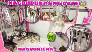 Pack Members Locked In The Mansion For 24 Hours! | DI NILA KINAYA! | Husky Pack TV