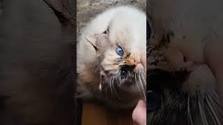 Beautiful eyes and a Little yawn. Ragdoll cat Leda #shorts #cat #eyes #classicalmusic