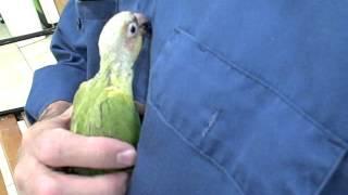 Zazu - 5 week old Green Cheek Conure