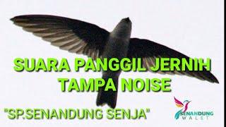 suara panggil walet jernih tampa noise..