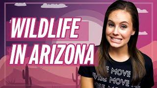 Wildlife in AZ | Should you be Worried?