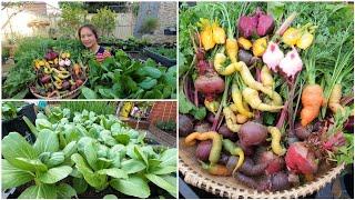 Thu hoạch cà rốt, củ dền, cải thìa sau vườn ở Úc/Vườn rau Việt ở Úc/Sang La Úc Châu