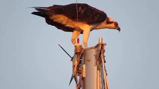 Osprey Breakfast