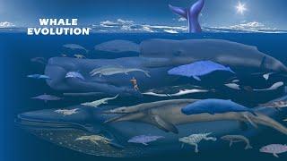 Whale Evolution | Whale Size Comparison: Living and Extinct | Prehistoric Whales