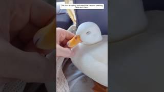 This lost duckling followed the cleaner seeking help and then...
