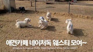 양주애견카페 네이처독 올만에 방문_슈나우저(schnauzer)웨스티 화이트테리어( West Highland White Terrier)