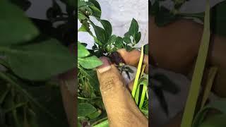 Red and Black Chilli Plant in Pot#shorts