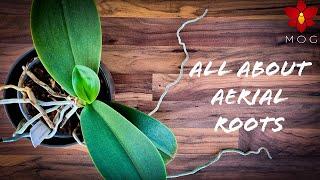 Aerial Roots on Orchids - Why they appear & How to care for them? | Orchid Care Tips for Beginners