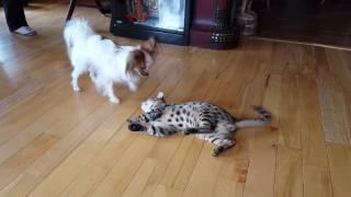 Savannah Cat and Papillon Dog Playing