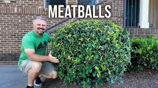 In Search of Meatballs