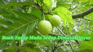 Buah Tarap | Buah Tarap Muda Sedap Dimasak Pelbagai Jenis Sayur