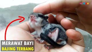 Merawat Anakan Bajing Terbang A.K.A Tando - (Bukan Sugar Glider)