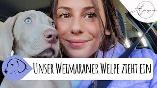 Eingewöhnungszeit: Unser Weimaraner Welpe Iorweth zieht ein