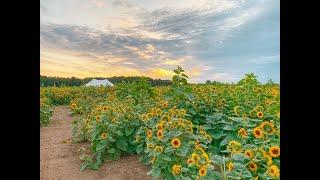 10-acre sunflower field – one of largest in Ohio – now in full bloom