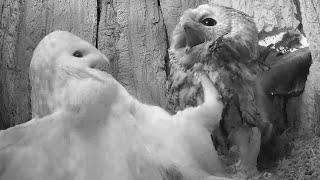 Tawny Owl v Barn Owl | Gylfie v Luna | Robert E Fuller