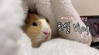  기니피그 토실이 브이로그 | Guinea pig vlog | 유기동물 입양, 소동물, 동물 일상, 힐링 | pet, daily, cute