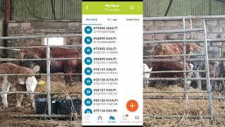 Calf Registration in seconds with Herdwatch