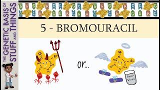 5-Bromouracil: villian or hero? Mutagenesis with 5-bromouracil in bacteriophages