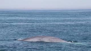 Rare sighting of blue whale, world's largest animal, spotted off Cape Ann in Massachusetts