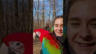 1 Falke & 4 Aras beim Wandern ️ #shorts #tiere #vogel #birds #parrot #macaw #freeflight #natur