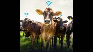 5/31/23: The Technological Problem of Cows