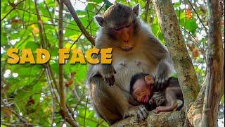 Pitiful Tiny Baby Monkey Alba Crying Seizure Begging - Anna Mistreat Alba Daily