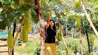 Organic bottle gourd harvesting  Khongdrum hekpa