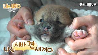 나는 태어난 지 25일된 시바견 새끼다 [애니멀봐 나새끼 61호]ㅣI'm 25 Days Old Shiba Inu Baby [SBS Animal I'm A Baby 61st]