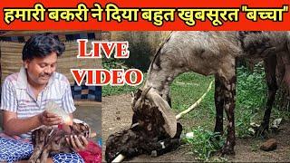 हमारी बकरी ने दिया "बच्चा ।। Bakri ne diya Bacha।। Goat kids।।omprakash ausar is going live!