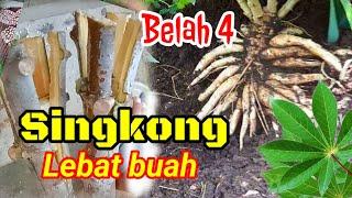 tanam singkong belah 4 agar buahnya banyak