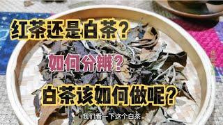 The tea friend sent the ancient tree white tea, and learned the distinguishing skills from the Pu...